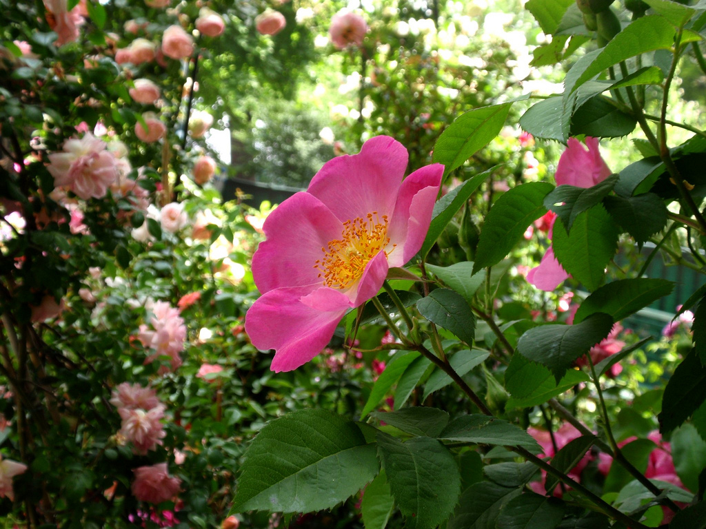 رز کانینا,Dog briar,گل نسرین، نسترن جنگلی